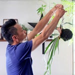 pick up吊り下げ観葉植物