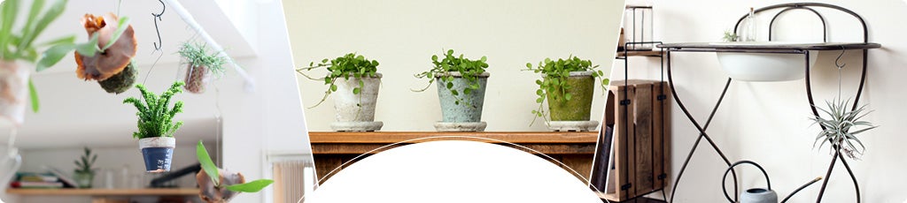 観葉植物の選び方から、飾り方・育て方まで。当店にお任せください。