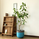 大きめサイズの植木鉢