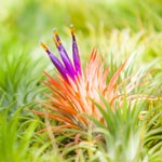 pick upエアープランツ