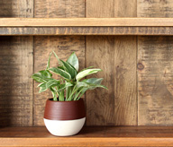 ポトスエンジョイ