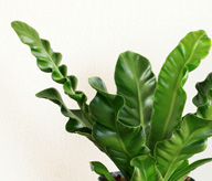 アスプレニウム・コブラ