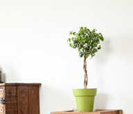 ベンジャミン・シタシオン