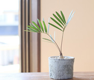 ザミア・フロリダーナ