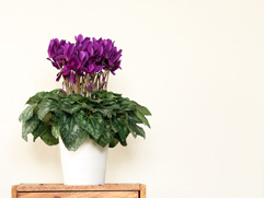 シクラメン江戸むらさき