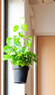 ポトス吊り下げ