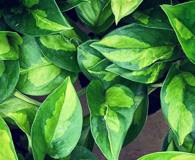 ポトス・グローバルグリーン