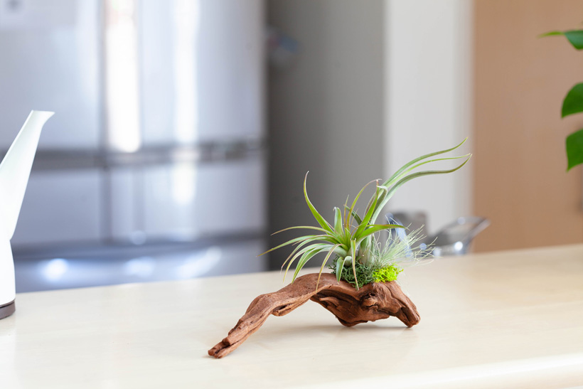 流木エアプランツ