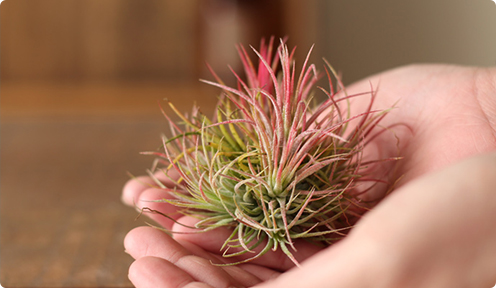 ティランジア フエゴ