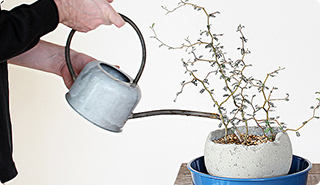 ソフォラの寄せ植えの仕方