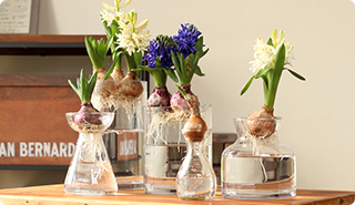 水栽培のヒヤシンス