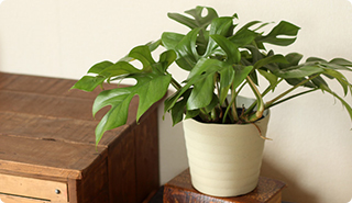 モンステラの剪定方法