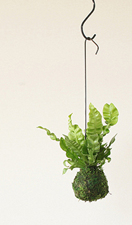 エメラルドウェーブの苔玉