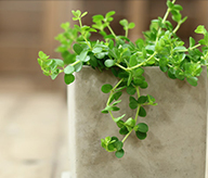 ペペロミア・イザベル