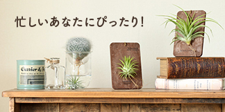 忙しい人にもピッタリチランジア