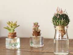 瓶で楽しむ水耕サボテン