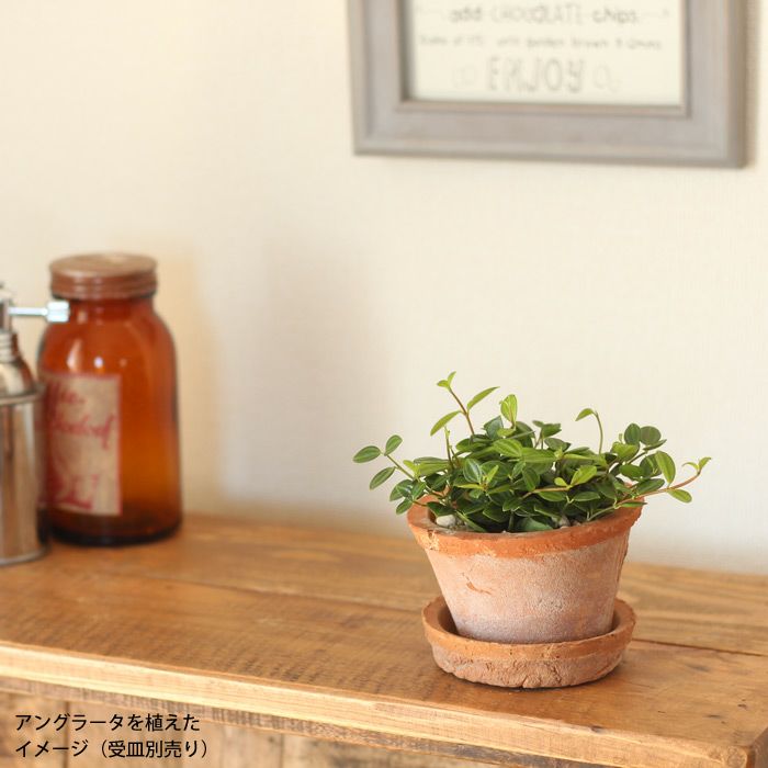 モスポット浅鉢（直径10cm/高さ6cm) | [公式]e-花屋さん