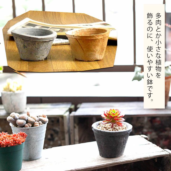 モスポット浅鉢（直径10cm/高さ6cm) | [公式]e-花屋さん