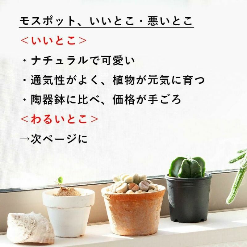 モスポット浅鉢（直径10cm/高さ6cm) | [公式]e-花屋さん