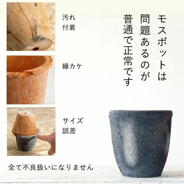 モスポット浅鉢（直径10cm/高さ6cm) | [公式]e-花屋さん