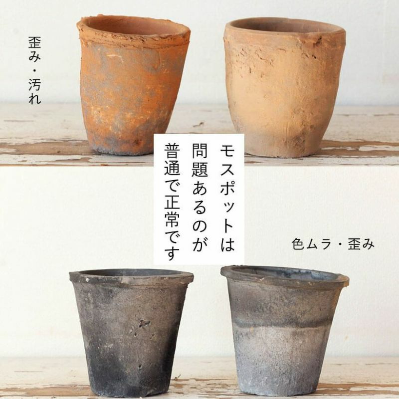 モスポット浅鉢（直径10cm/高さ6cm) | [公式]e-花屋さん