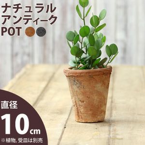 モスポット直径10cm×高さ12cm | [公式]e-花屋さん