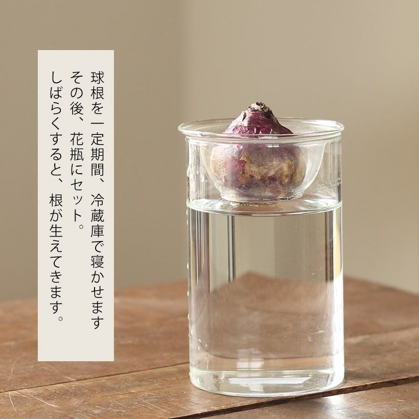 ヒヤシンス（花瓶＋球根）水栽培セット【時期は9～12月】育て方付き