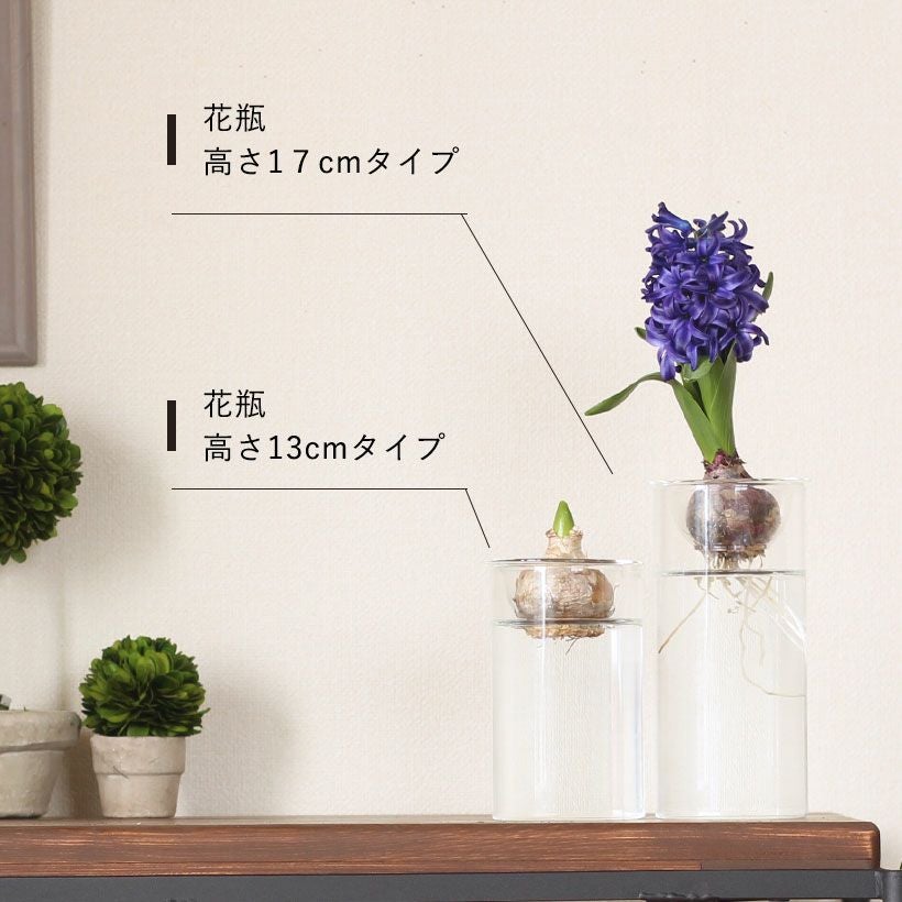 ヒヤシンス（花瓶＋球根）水栽培セット【時期は9～12月】育て方付き