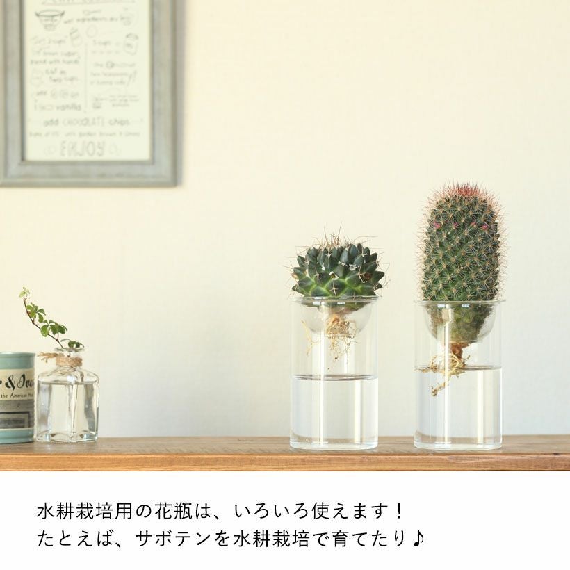 ヒヤシンス（花瓶＋球根）水栽培セット【時期は9～12月】育て方付き
