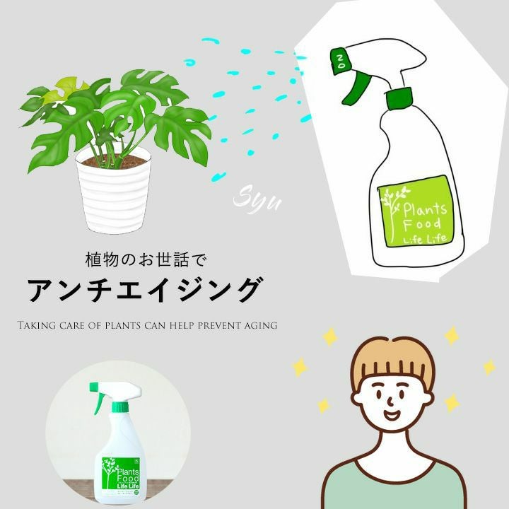 ミルクブッシュ【鉢カバーSET】 | [公式]e-花屋さん