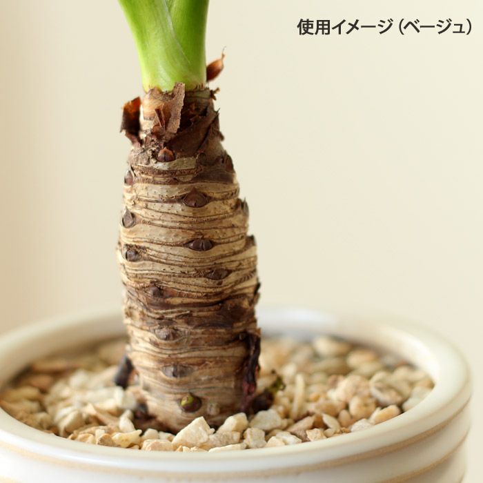 ナチュラル化粧石 小袋350g | [公式]e-花屋さん