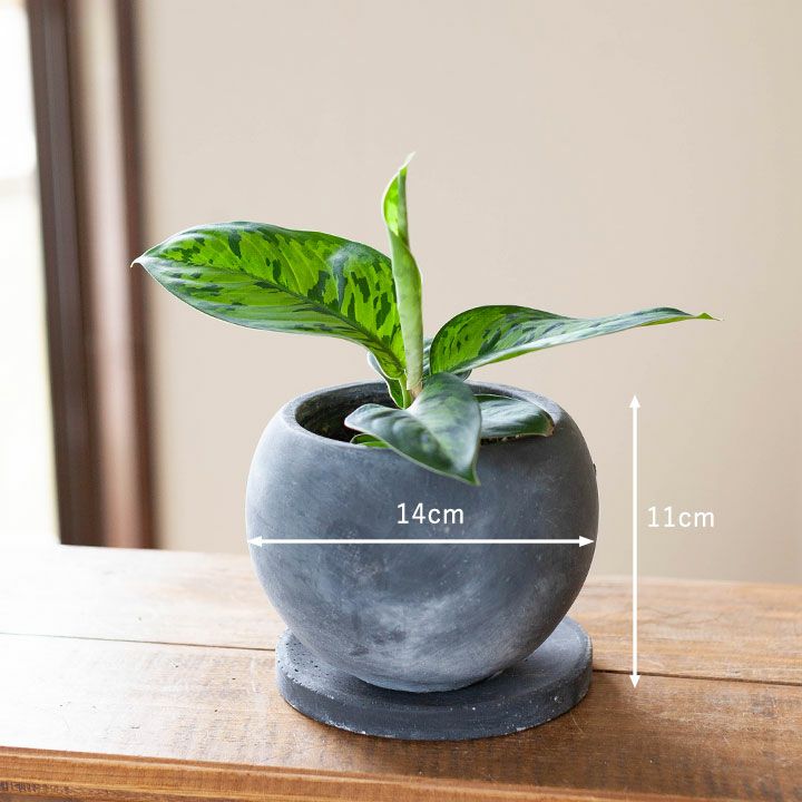 セメント質感丸い陶器鉢｜3～3.5号の観葉植物の植え替えに