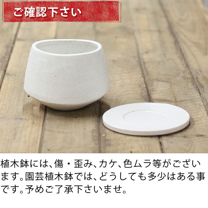 石のような質感のざらざら楕円形植木鉢｜3号～4号の観葉植物に！