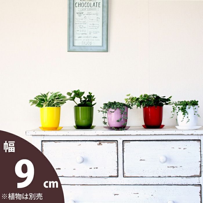 プラスチックのカラフルポップ植木鉢|2.5～3号サイズの植え替えに