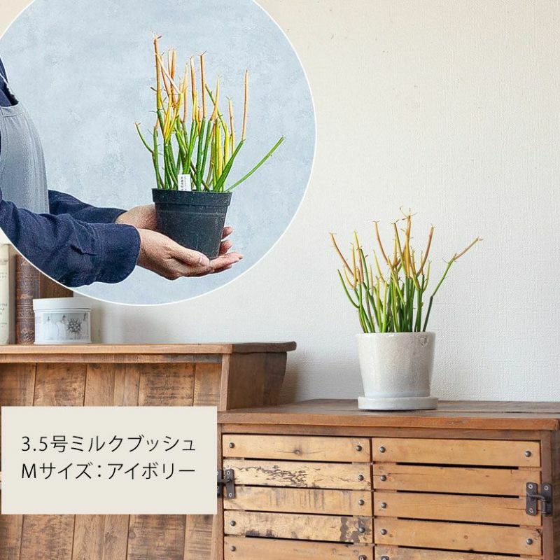 9色から選べる！貫入加工のカラー陶器鉢｜2.5サイズ植物の植替えに