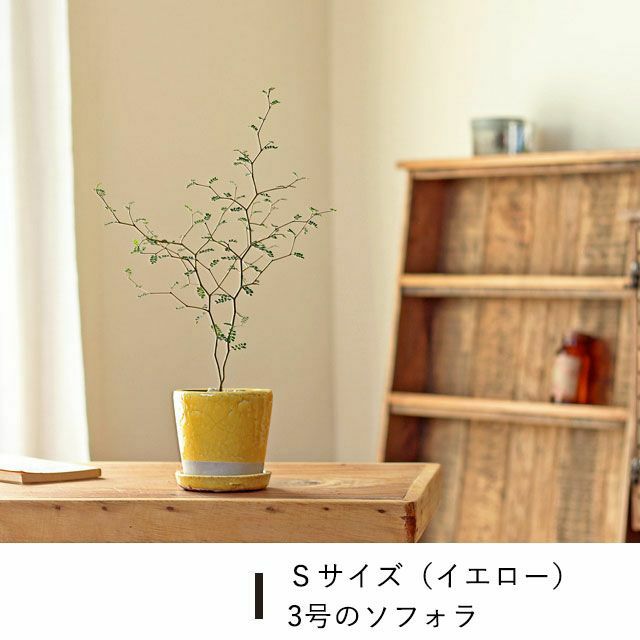 9色から選べる！貫入加工のカラー陶器鉢｜2.5サイズ植物の植替えに