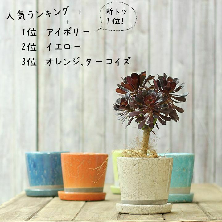 9色から選べる！貫入加工のカラー陶器鉢｜2.5サイズ植物の植替えに