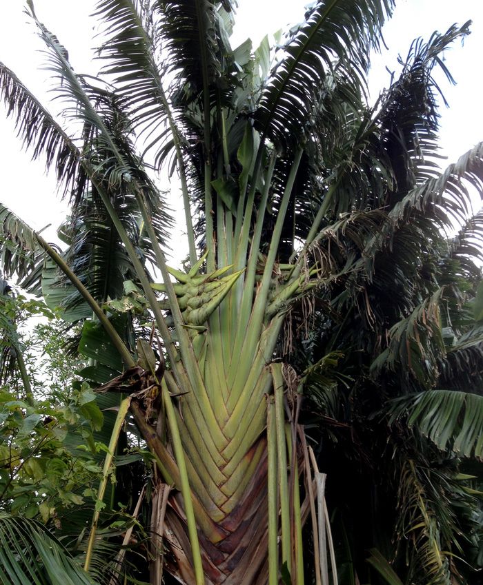 旅人の木の種（タビビトノキの実）日本産ブルーオブジェ｜e-花屋