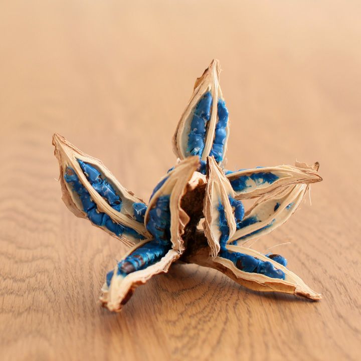 旅人の木の種（タビビトノキの実）日本産ブルーオブジェ｜e-花屋