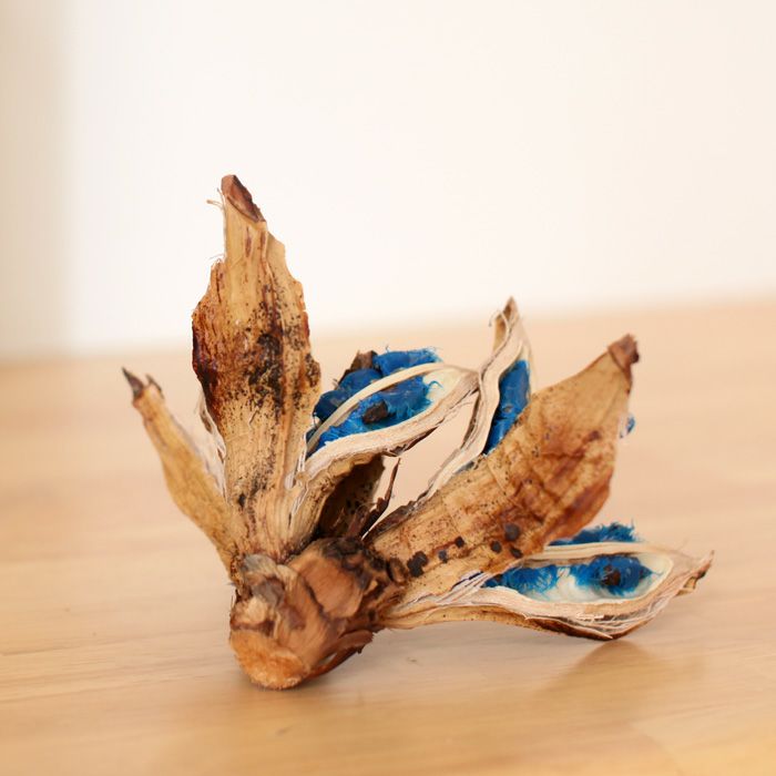 旅人の木の種（タビビトノキの実）日本産ブルーオブジェ｜e-花屋