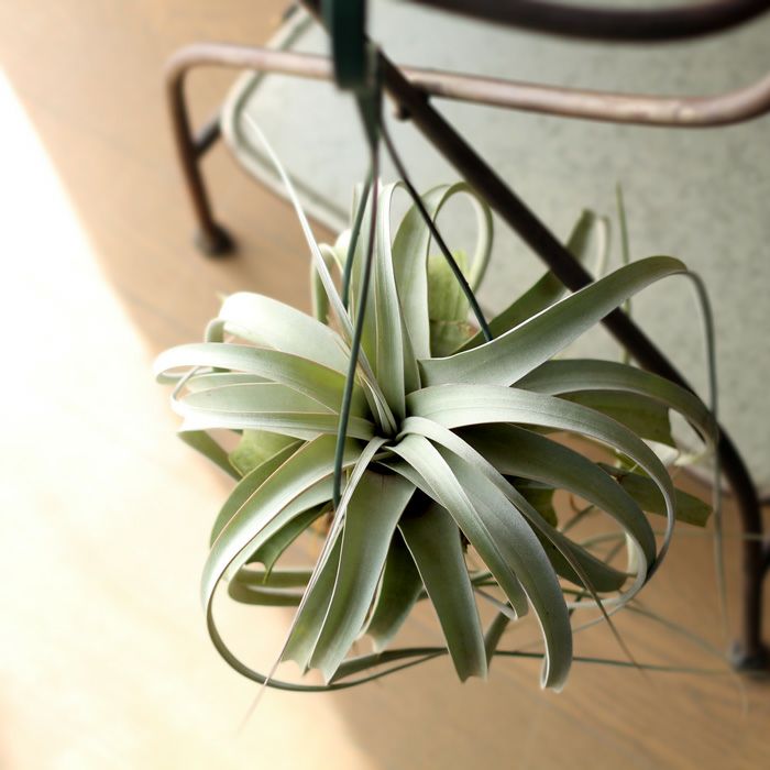 000000000749-01.jpg?size=m&w=