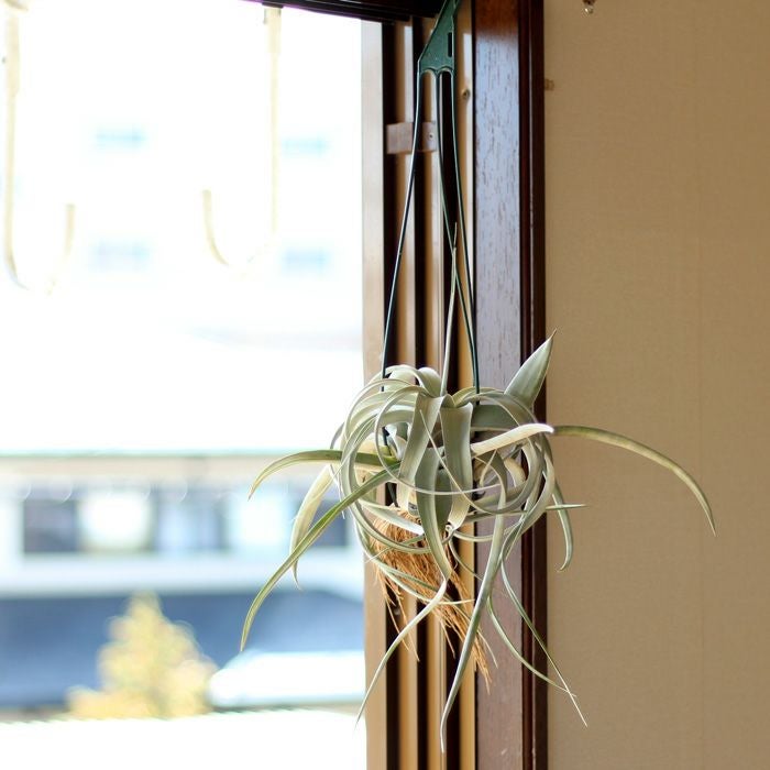 根っこが生えた、キセログラフィカ | [公式]e-花屋さん