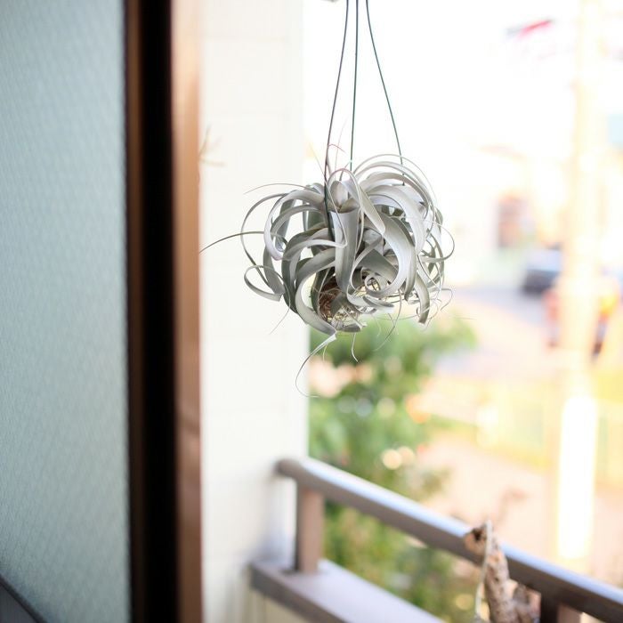 根っこが生えた、キセログラフィカ | [公式]e-花屋さん