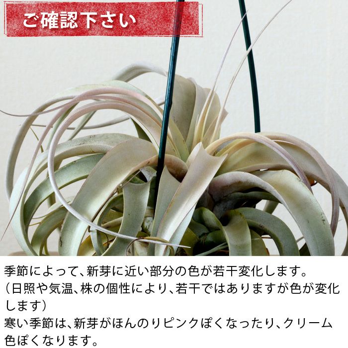 根っこが生えた、キセログラフィカ | [公式]e-花屋さん