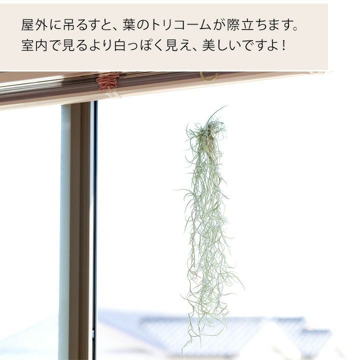 スパニッシュモス（ウスネオイデス）太葉タイプの飾り方・育て方