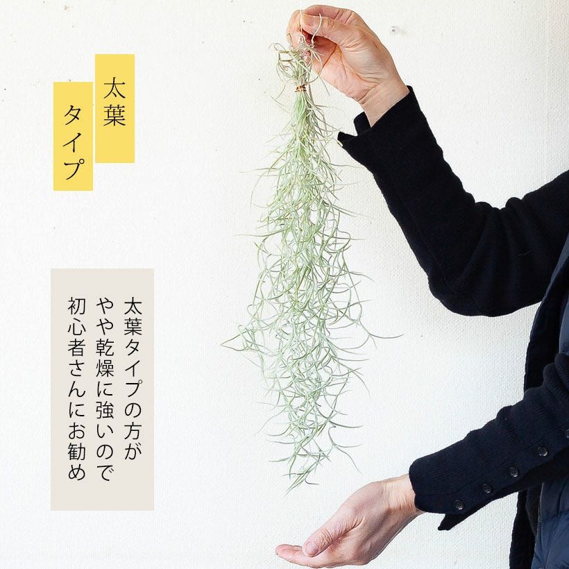 スパニッシュモス（ウスネオイデス）太葉タイプの飾り方・育て方