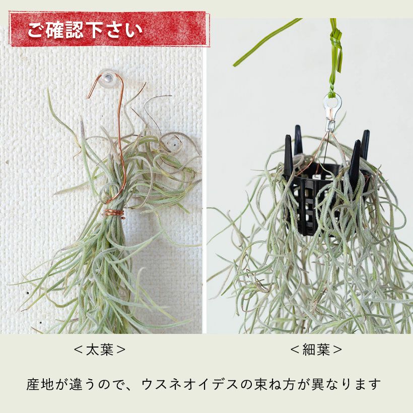 スパニッシュモス（ウスネオイデス）太葉タイプの飾り方・育て方