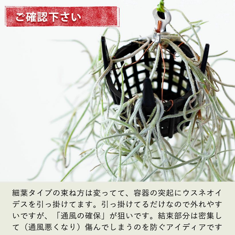 スパニッシュモス（ウスネオイデス）太葉タイプの飾り方・育て方