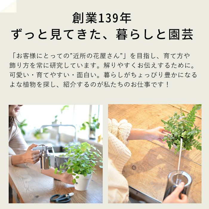 スパニッシュモス（ウスネオイデス）太葉タイプの飾り方・育て方