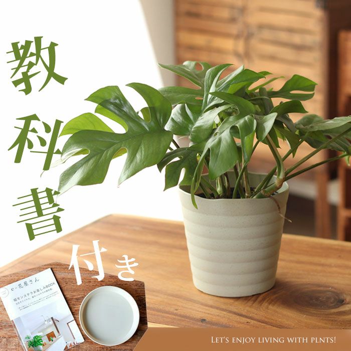 植物用活力液リキダス（450ml） レビュー | [公式]e-花屋さん本店